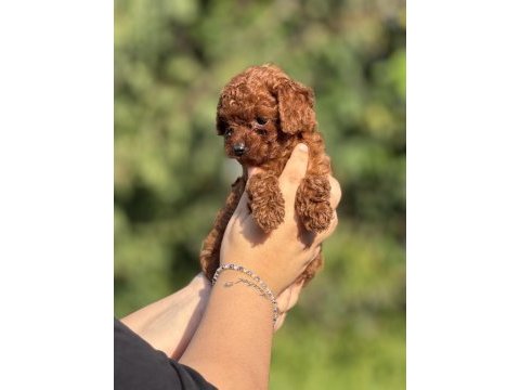 Çiş eğitimli toy poodle bebekler 