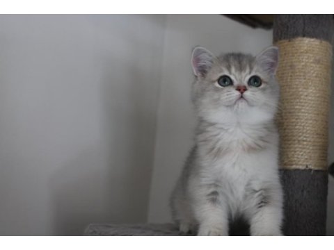 Ay11 erkek british shorthair blue golden