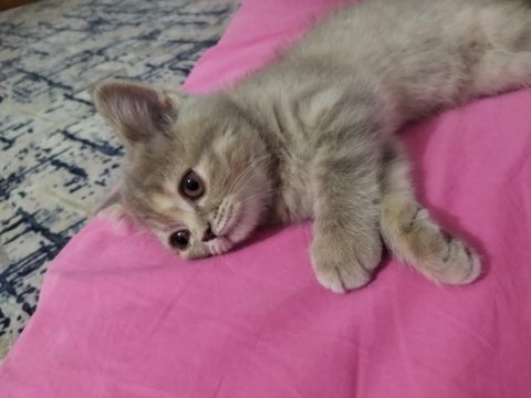 4 aylık kedimizi sahiplendirmek istiyoruz