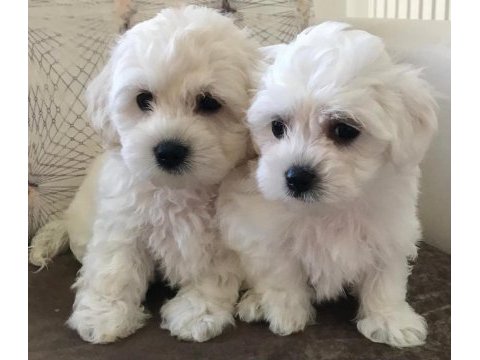 Tarım ve orman bakanlığı ruhsatlı maltipoo ve maltese