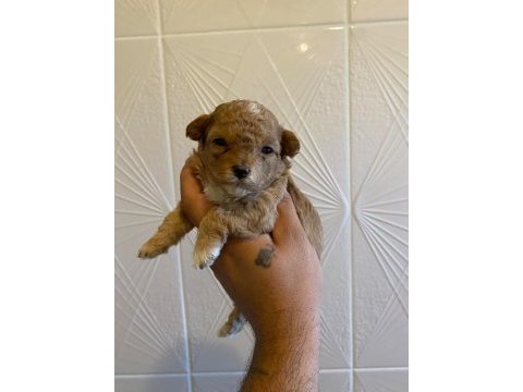 Kore maltipoo yavrularımız