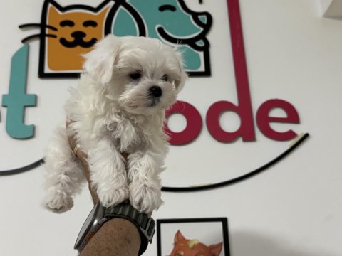 Petmode den tea cup  kore kan maltese