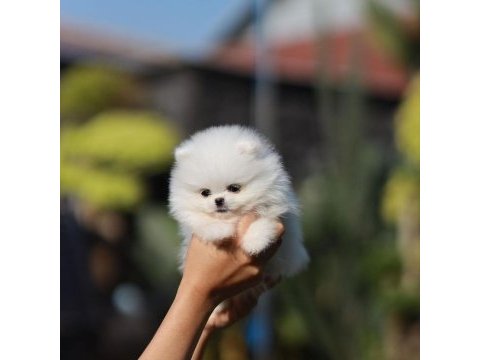Teddy bear pomeranian yavruları