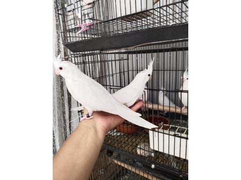 İster tek ister toplu albino sultan papağanı