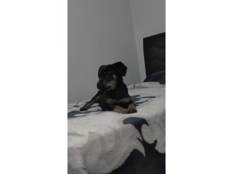 4 aylık dişi rottweiler aşıları tam