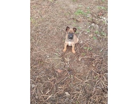 Orijinal malinois köpeği