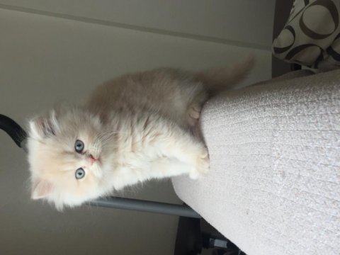 Acil sahiplendirme british longhair