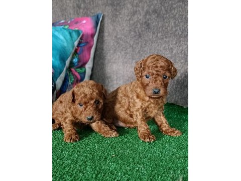 Toy poodle yavrularımız