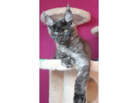 Safkan ns maine coon erkek yavru