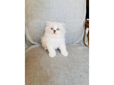 Rengarenk chinchilla kedisi