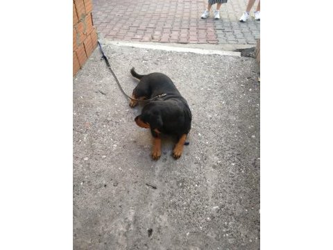 Acil yuva rottweiler
