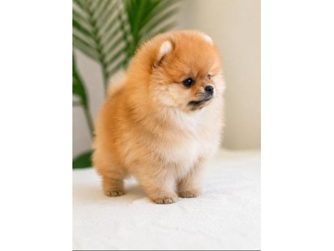 Pomeranian yavrumuz için açıklamayı okuyun lütfen