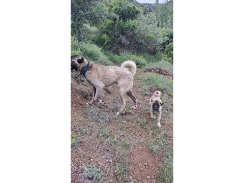 2 buçuk aylık kangal