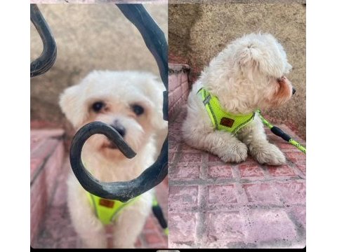 A kalite maltese terrier