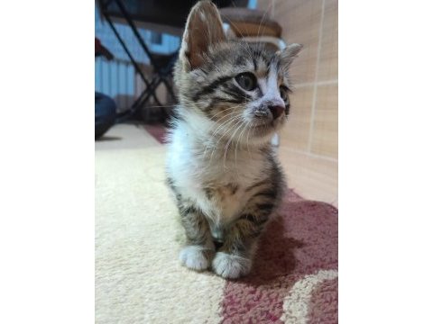 1 aylık tatlı oyuncu yavru tekir