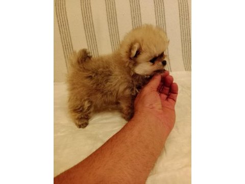 Ömürlük ırk garantili pomeranianlar