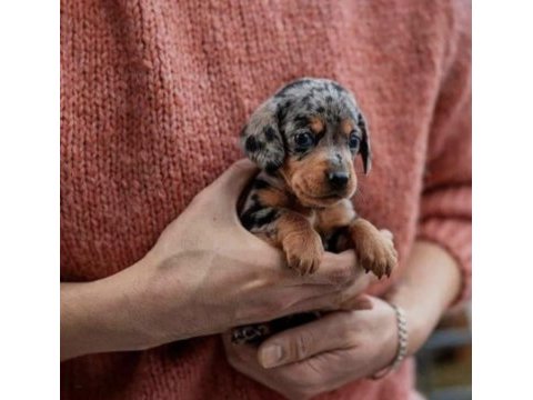 Mini dachshund bebekler çiftliğimizden a kalite
