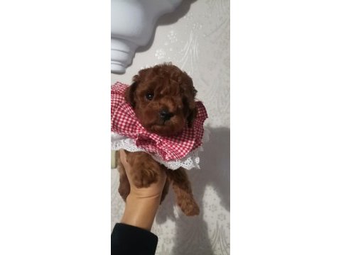 Toy poodle yavru