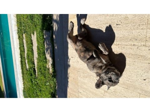 8 aylık özel renkte french bulldog erkek