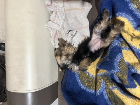 Yorkshire terrier köpeğimiz