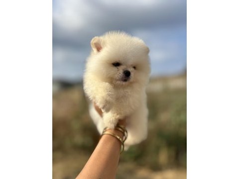 Kar beyaz pomeranian bebekler