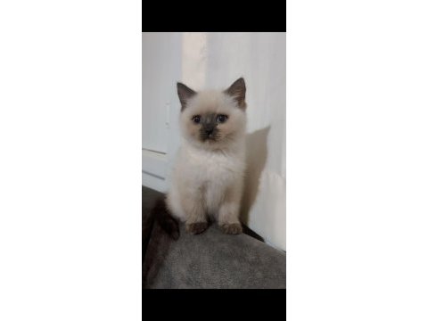 Kedilerimiz 2 aylık scottish fold