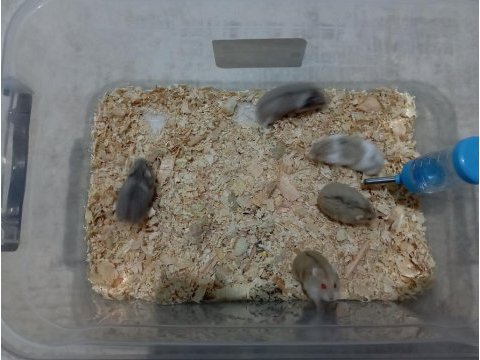 Gonzales koloni hamster
