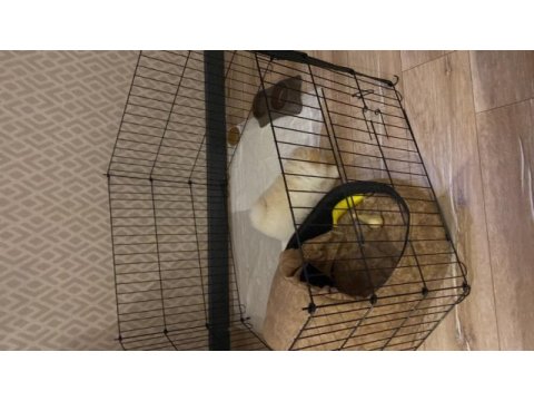 Pomeranian boo 10 kasım doğumlu