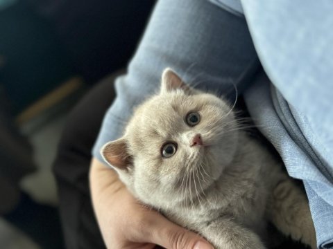 Erkek british shorthair 9 aylık