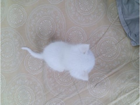 British shorthair yavru 28 günlük