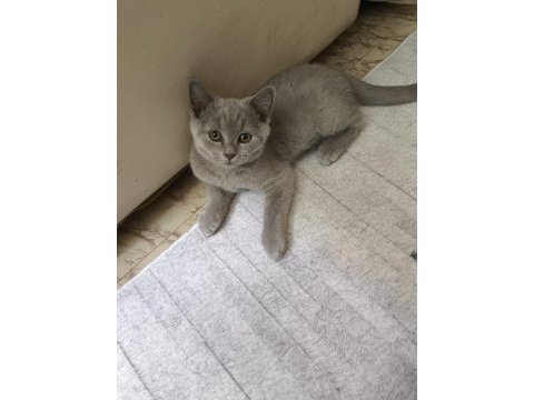 British shorthair yavru kediler
