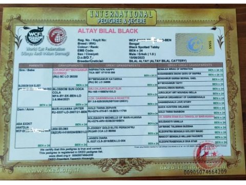 3 aylık erkek bengal kediler full şecere