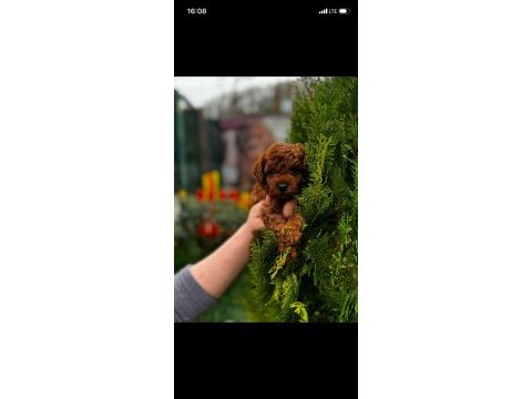 Toy poodle 1 numara