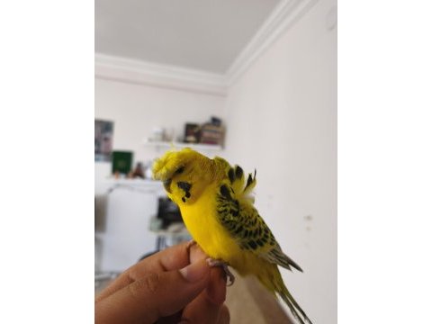 Konuşan muhabbet kuşu gold teksas japones
