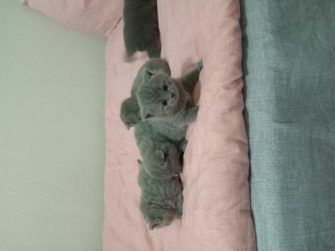 Kendi canı gibi sevenlere british shorthair