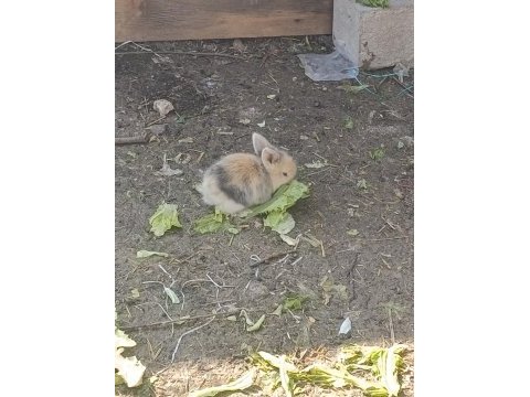 Hollanda lop tavşanı