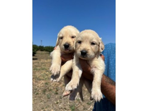 Golden retriever minişler