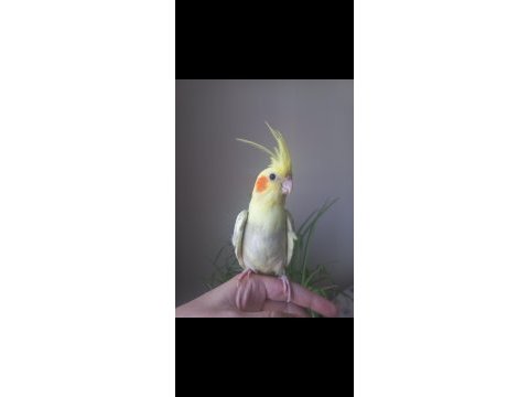 Full evcil ısırmaz sultan papağanı yavrusu