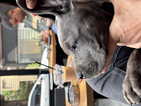 Cane corso blue safkan