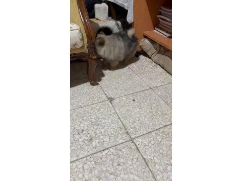 Pomeranian yavrularımız