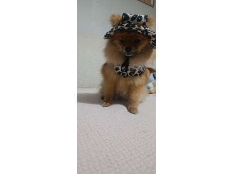 Pomeranian boo tatlı köpüşler