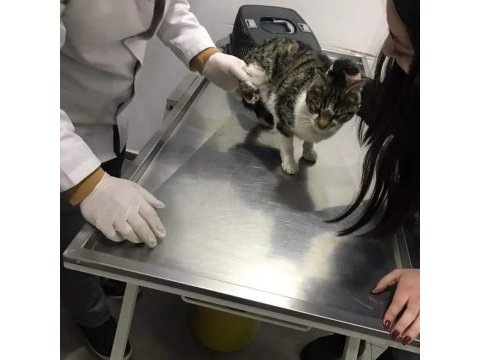 Depremzede engelli kahraman kedi