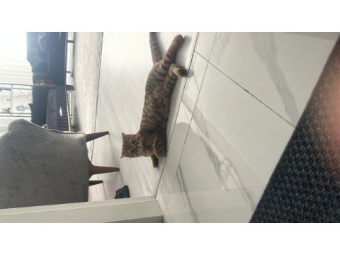 Erkek 4 aylık kedimiz