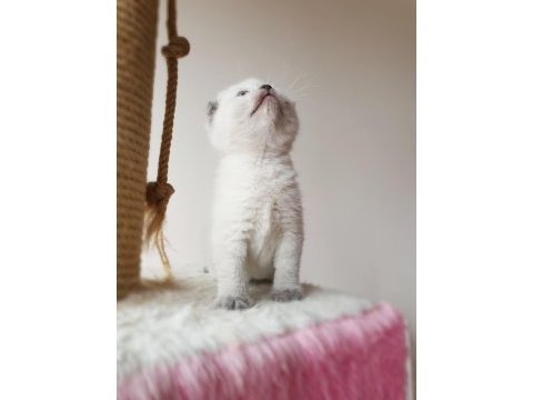 Scottish fold dişi kedimiz