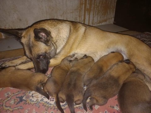 Şecere belgeli a kalite malinois yavruları