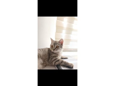 British shorthair silver erkek cins sahiplendirme