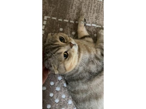 Yeni doğmuş scottish fold dişi ve erkek