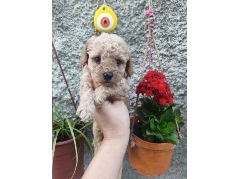 Erkek poodle bebek