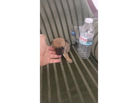 Şivava yavrular ırk sağlık garantili minyatür
