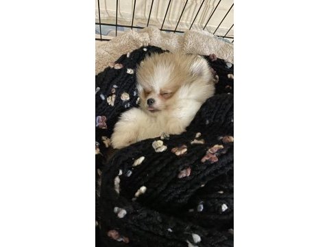 Ayı surat pomeranian boo